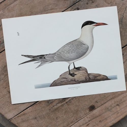 Fågelbild - Skräntärna