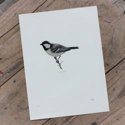 Fågelbild - Svartmes