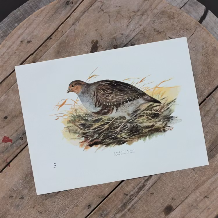Fågelbild - Rapphöna Tupp