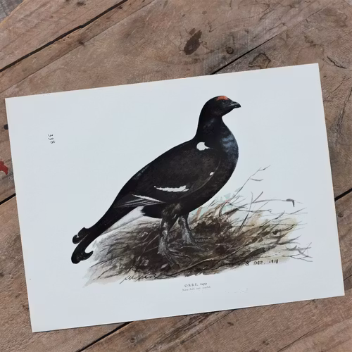Fågelbild - Orre tupp