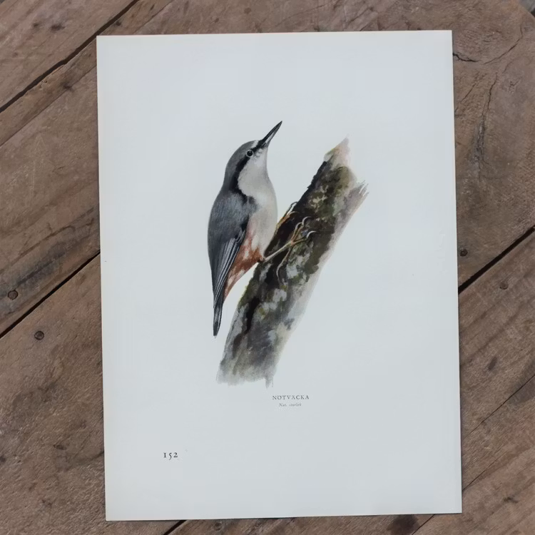 Fågelbild - Nötväcka