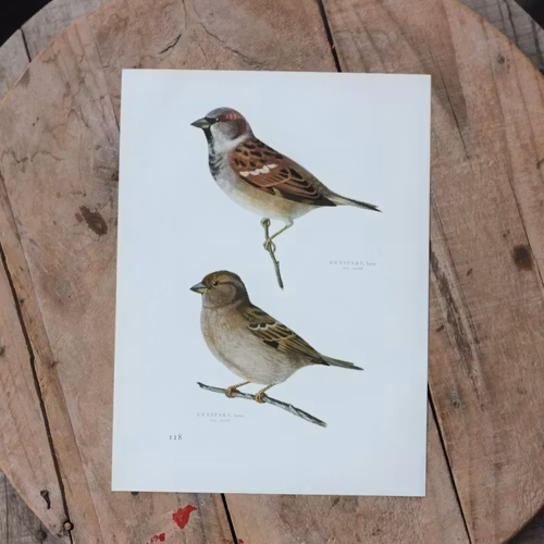 Fågelbild - Gråsparv