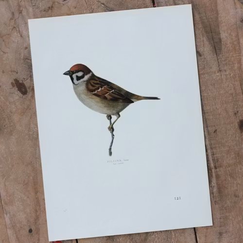 Fågelbild - Pilfink