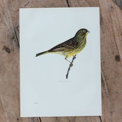 Fågelbild- Gulsparv