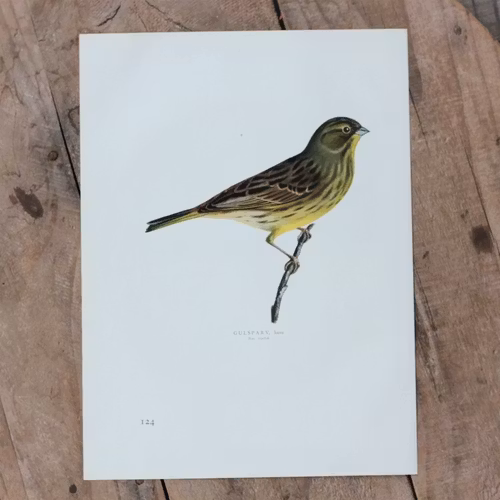 Fågelbild- Gulsparv