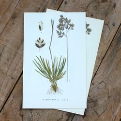 Florabild - Fjällgröe