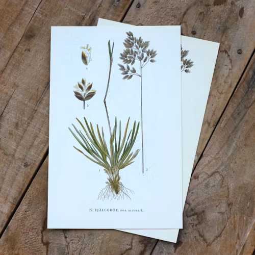 Florabild - Fjällgröe