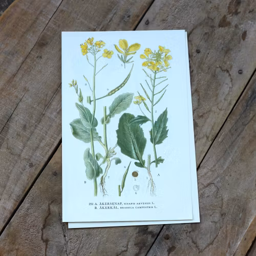 Florabild - Åkersenap