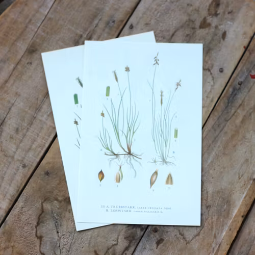 Florabild - Trubbstarr