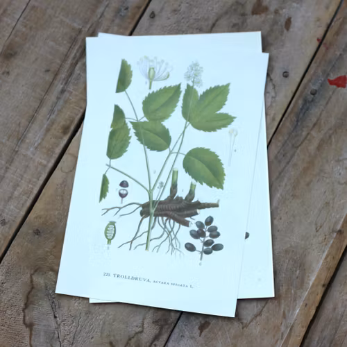 Florabild - Trolldruva