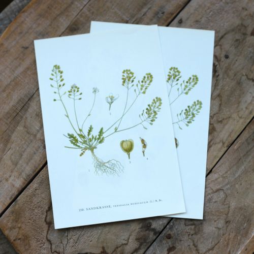 Florabild - Sandkrasse