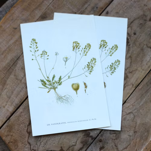 Florabild - Sandkrasse