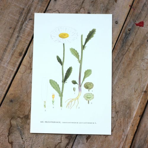Florabild - Prästkrage