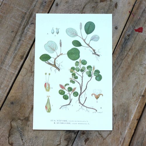 Florabild - Nätvide