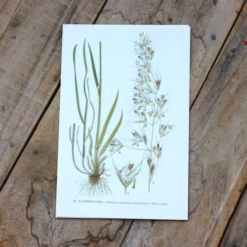 Florabild - Luddhavre