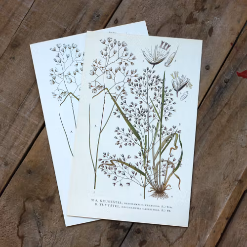 Florabild  Kruståtel