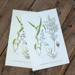 Florabild - Källgräs