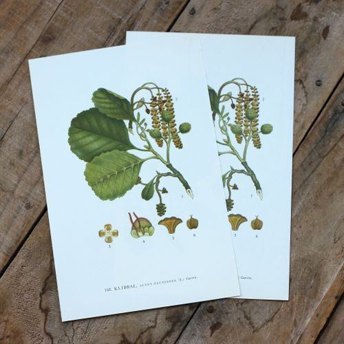 Florabild - Klibbal