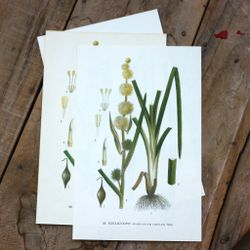 Florabild - Igelkopp