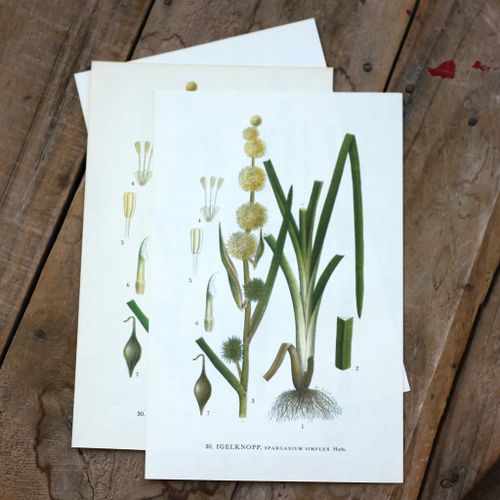 Florabild - Igelkopp