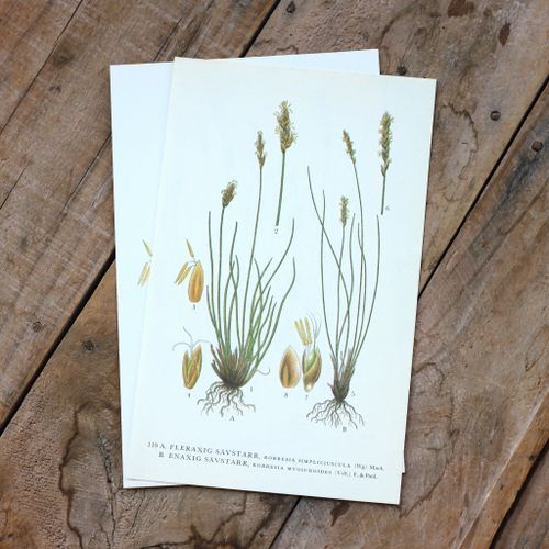 Florabild - Fleraxig Sävstarr