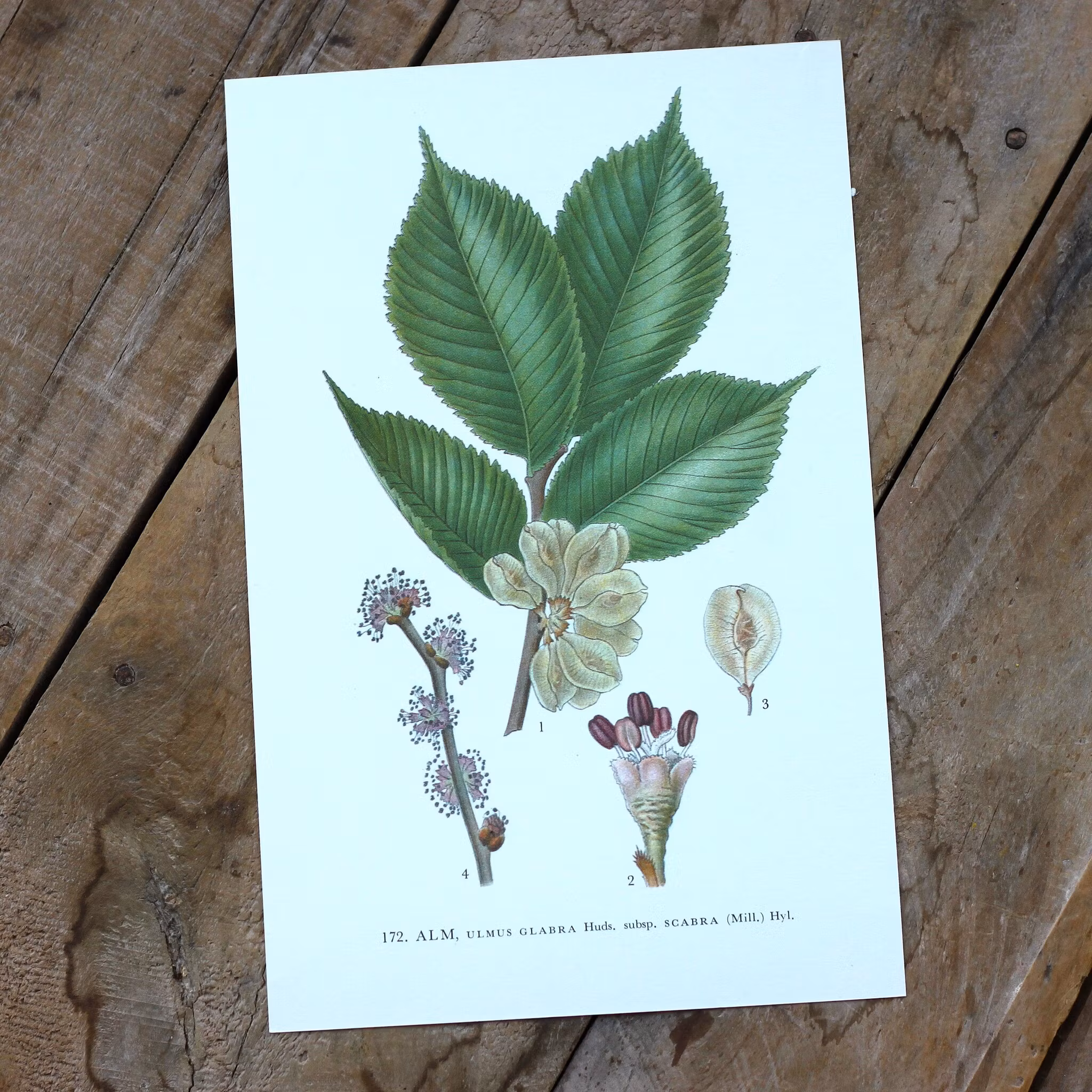 Florabild - Alm