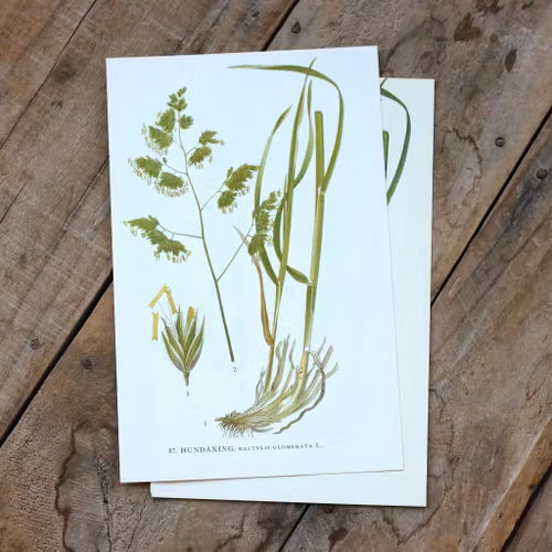 Florabild - Hundäxing