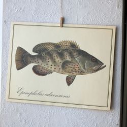 Fisk - Epinephelus Adscensionis