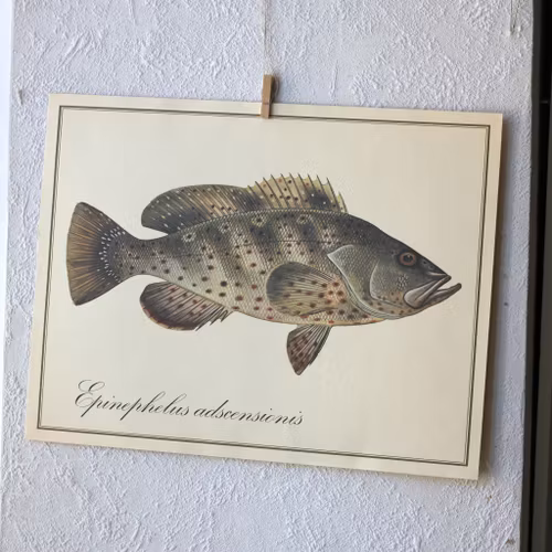 Fisk - Epinephelus Adscensionis