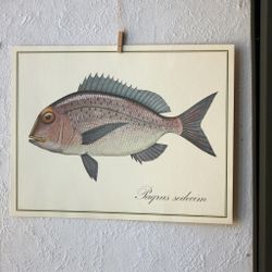 Fisk - Paqrus Sedecim