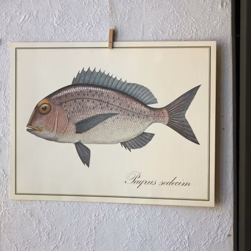 Fisk - Paqrus Sedecim