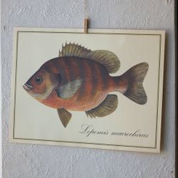 Fisk - Lepomis Macrochirus