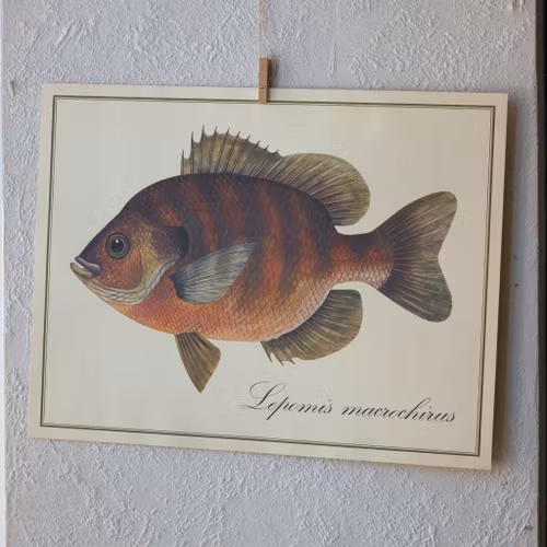 Fisk - Lepomis Macrochirus