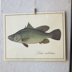 Fisk - Lates Niloticus