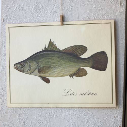 Fisk - Lates Niloticus
