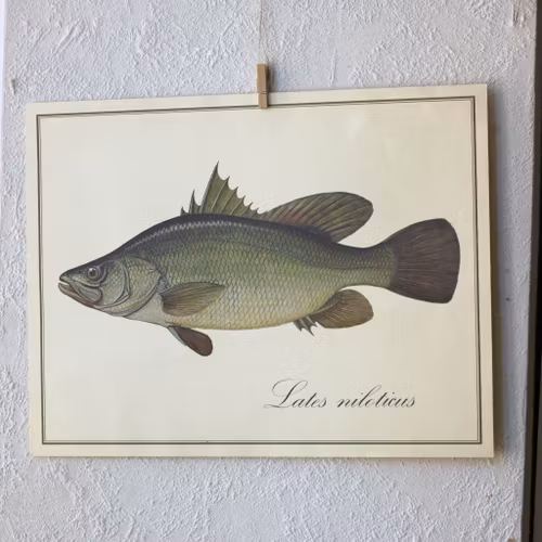 Fisk - Lates Niloticus