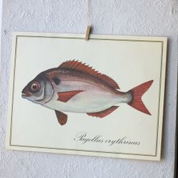 Fisk - Pagellus Erythrinus