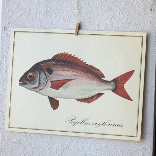 Fisk - Pagellus Erythrinus