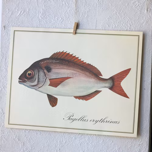 Fisk - Pagellus Erythrinus