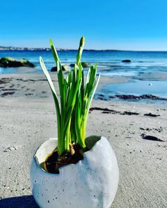STRAND måsägg