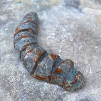 Väggsmycke fossil