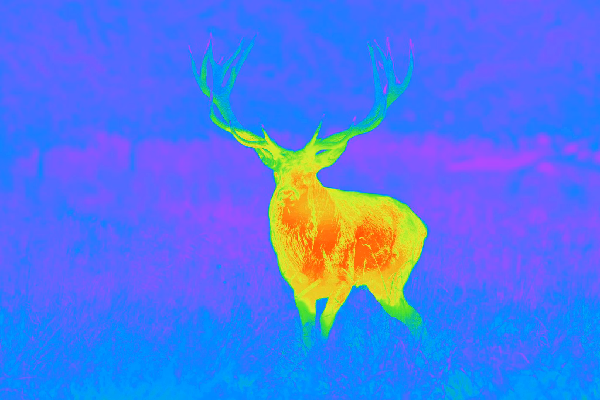 GPO SPECTRA TI35 THERMAL