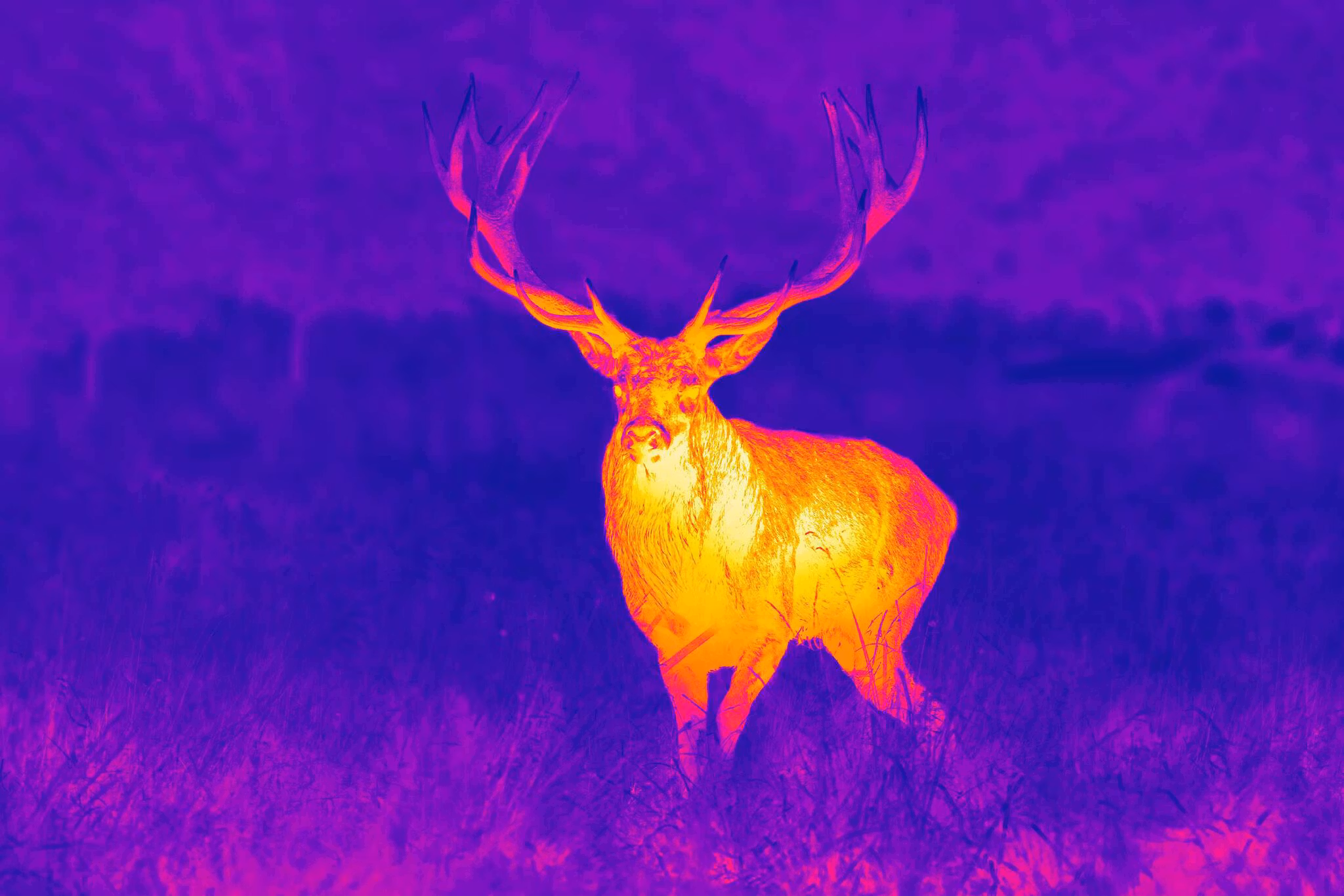 GPO SPECTRA TI35 THERMAL