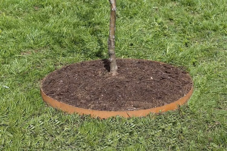 Trädringar av Corten 60 cm, öppen
