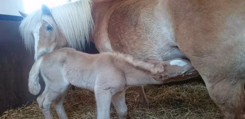 Vital Probihorse hjälpte mage och hovar