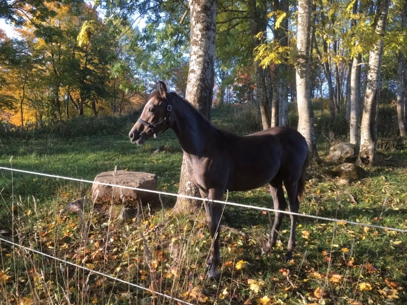 Fölet blev friskt från strålröta
