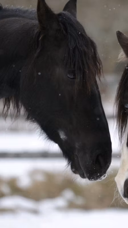 Var tog inken vägen? Probihorse Feedback