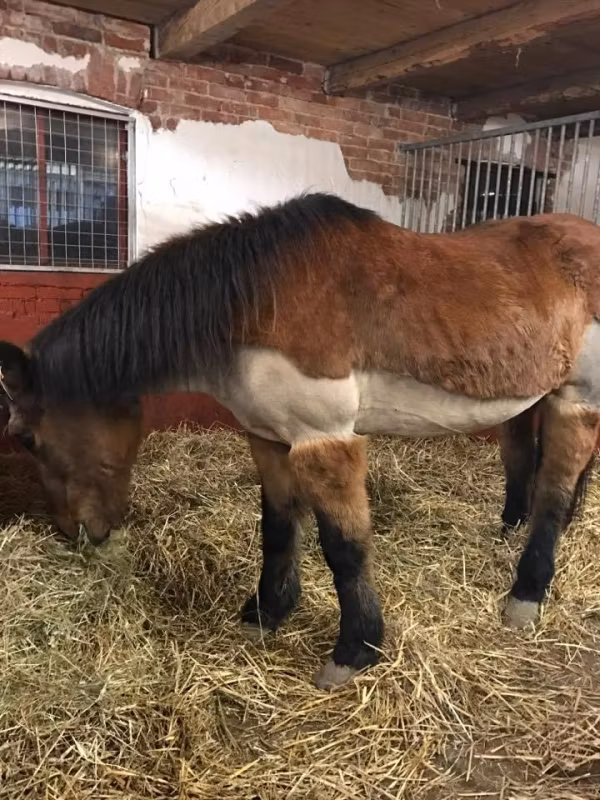 27-åring med Cushing pigg och busig igen