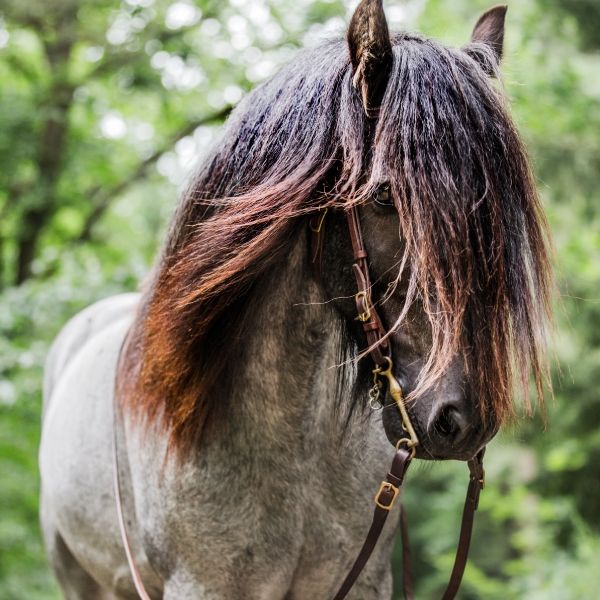 Probyhorse