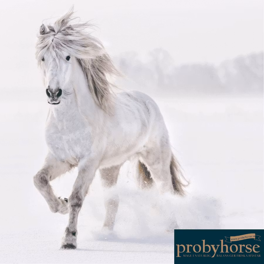 Probyhorse